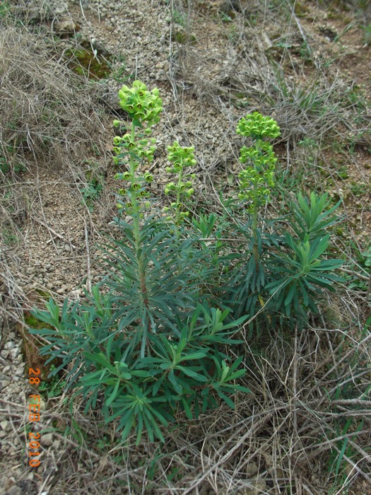 Euphorbia characias